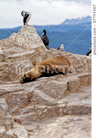 Cormorants, Seals and sea lions, Beagle Channel - Argentina 87754307