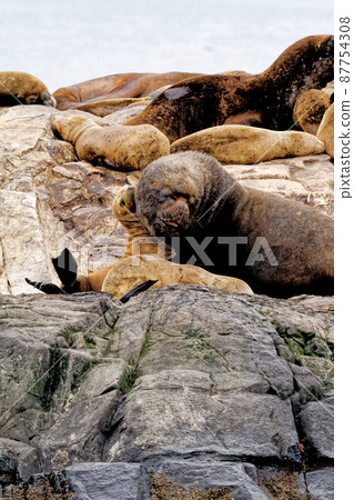 Seals and sea lions, Beagle Channel - Argentina 87754308
