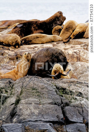 Seals and sea lions, Beagle Channel - Argentina 87754310
