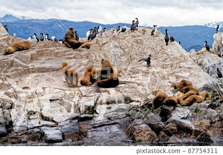 Cormorants, Seals and sea lions, Beagle Channel - Argentina 87754311