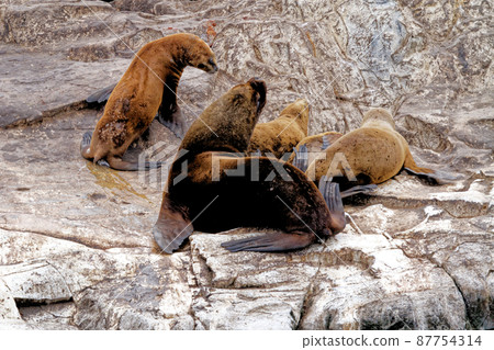 Seals and sea lions, Beagle Channel - Argentina 87754314
