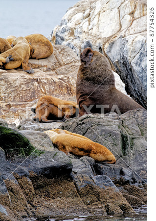 Seals and sea lions, Beagle Channel - Argentina 87754326