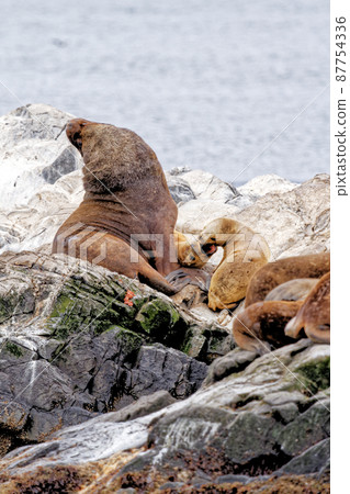 Seals and sea lions, Beagle Channel - Argentina 87754336
