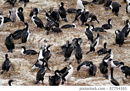 Cormorants on an island in the Beagle Channel, Ushuaia, Tierra del Fuego, Argentina, South America 87754385