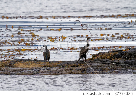 Cormorants on an island in the Beagle Channel, Ushuaia, Tierra del Fuego, Argentina, South America Cormorants on an island in the Beagle Channel, Ushuaia, Tierra del Fuego, Argentina, South America 87754386