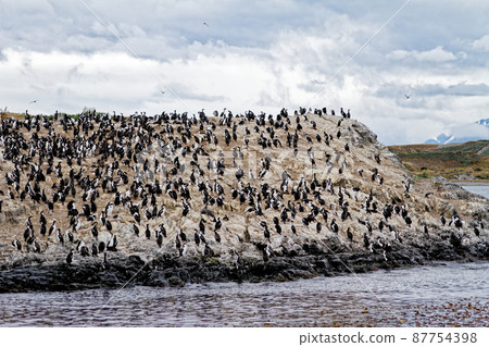 Cormorants on an island in the Beagle Channel, Ushuaia, Tierra del Fuego, Argentina, South America 87754398