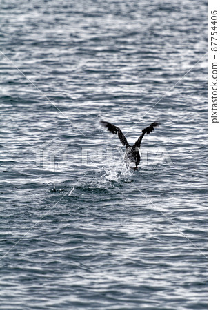 Cormorant flying in the Beagle Channel - Ushuaia 87754406