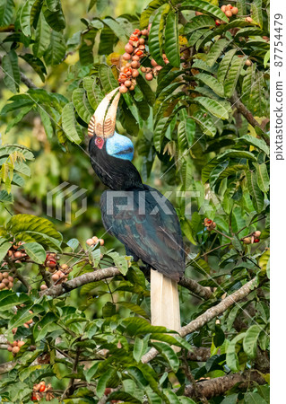 Female Wreathed Hornbill choosing pithraj fruit seed to eat 87754479