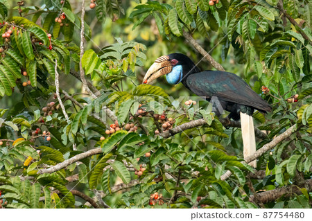 Female Wreathed Hornbill eating pithraj fruit Female Wreathed Hornbill eating pithraj fruit 87754480