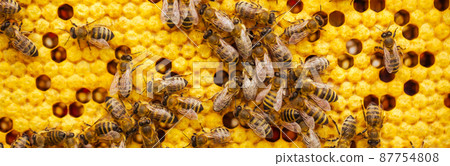 A lot of bees on honeycomb, woking on honey, natural product, Beautiful honeycomb with bees close-up, A swarm of bees crawls through the combs collecting honey, Beekeeping, concept of food for health A lot of bees on honeycomb, woking on honey, natural product, Beautiful honeycomb with bees close-up, A swarm of bees crawls through the combs collecting honey, Beekeeping, concept of food for health 87754808