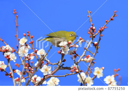 White-eye that sucks the dense plums White-eye that sucks the dense plums 87755250