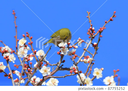 White-eye that sucks the dense plums 87755252