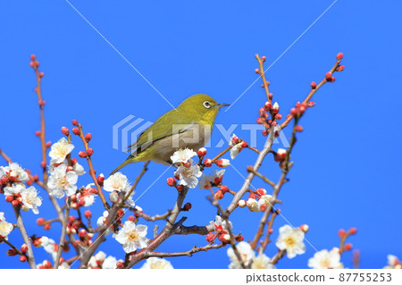 吮吸濃密李子的白眼 吮吸濃密李子的白眼 87755253