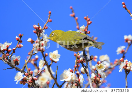 White-eye that sucks the dense plums White-eye that sucks the dense plums 87755256