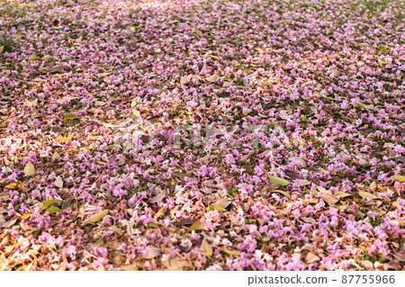 Pink petal of Pink Trumpet Tree, Pink Tecoma falling on field in the garden 87755966