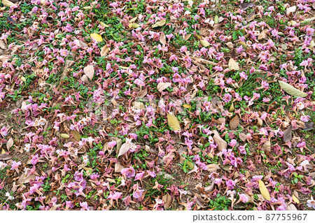 Pink petal of Pink Trumpet Tree, Pink Tecoma falling on field in the garden 87755967