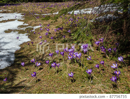 Blooming purple violet Crocus heuffelianus (Crocus vernus) alpine flowers in spring Carpathian mountain forest, Ukraine. 87756735