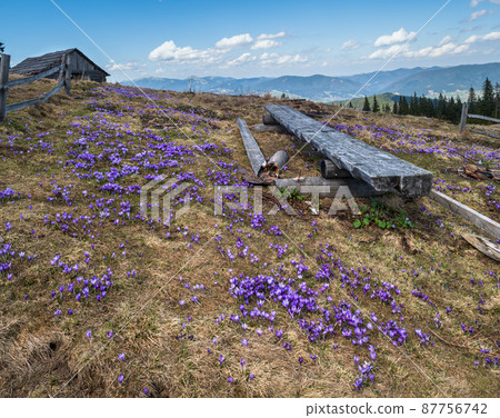 Blooming purple violet Crocus heuffelianus (Crocus vernus) alpine flowers on spring Carpathian mountain plateau, Ukraine. 87756742