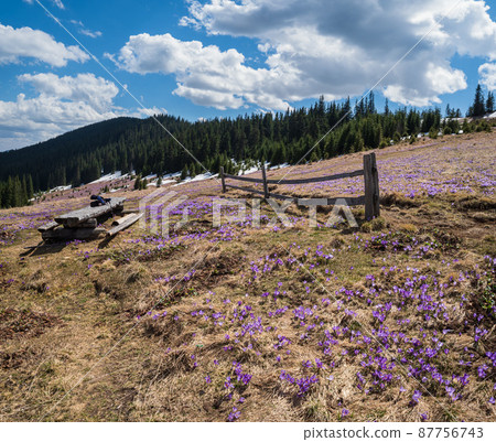 Blooming purple violet Crocus heuffelianus (Crocus vernus) alpine flowers on spring Carpathian mountain plateau, Ukraine. 87756743