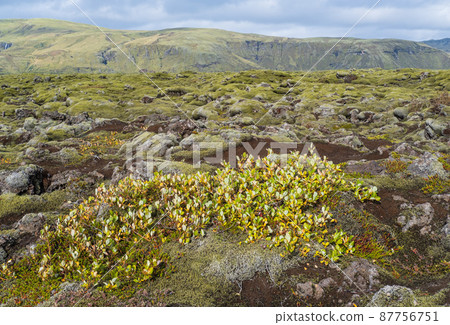 Scenic autumn green lava fields near Fjadrargljufur  Canyon in Iceland. Green  moss on volcanic lava stones.  Unique lava fields growth after Laki volcano eruption. 87756751