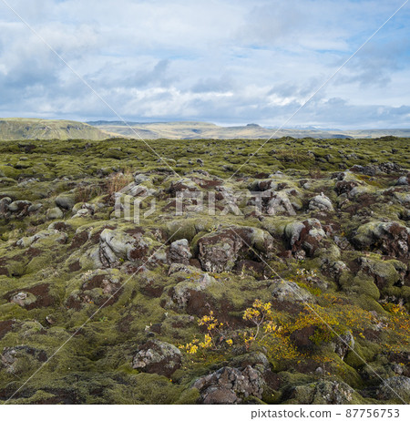 Scenic autumn green lava fields near Fjadrargljufur  Canyon in Iceland. Green  moss on volcanic lava stones.  Unique lava fields growth after Laki volcano eruption. 87756753