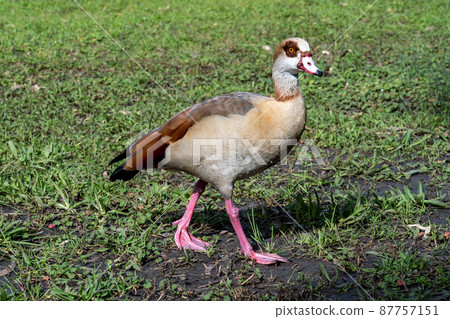 Beautiful Egyptian goose, duck, flew to the Winter Lake in Netanya Beautiful Egyptian goose, duck, flew to the Winter Lake in Netanya 87757151