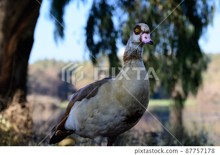 Beautiful Egyptian goose, duck, flew to the Winter Lake in Netanya Beautiful Egyptian goose, duck, flew to the Winter Lake in Netanya 87757178