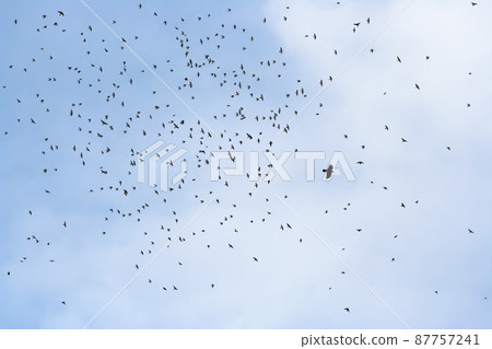 A flock of small birds, defending their nests, together attack a large black bird A flock of small birds, defending their nests, together attack a large black bird 87757241