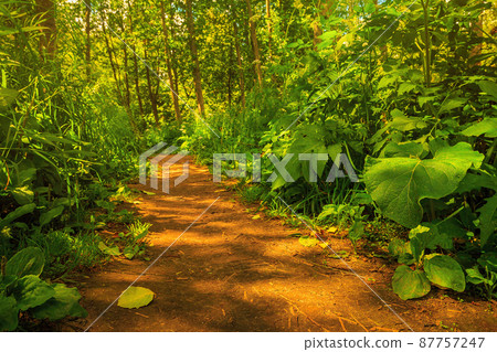 Forest Path. Amazing pathway through woods. Forest Path. Amazing pathway through woods. 87757247