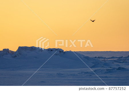 Winter Arctic landscape. The bird flies over the frozen sea. Ice hummocks and snowdrifts. 87757252