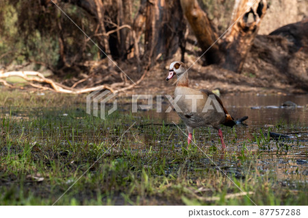 Beautiful Egyptian goose, duck, flew to the Winter Lake in Netanya Beautiful Egyptian goose, duck, flew to the Winter Lake in Netanya 87757288