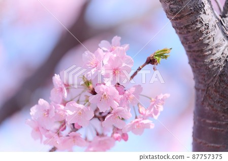 Kita-Kashiwa spring cherry blossoms 87757375