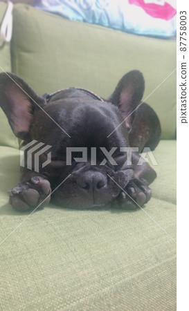 French bulldog 87758003