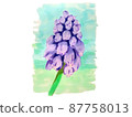 Spring flower Muscari, a small, cute purple flower 87758013