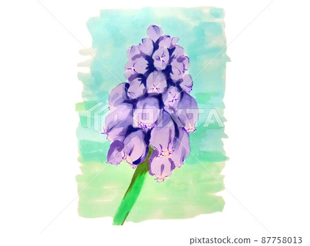 Spring flower Muscari, a small, cute purple flower 87758013