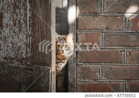 Fluffy gray cat peeks out from behind the door of an old house Fluffy gray cat peeks out from behind the door of an old house 87758852