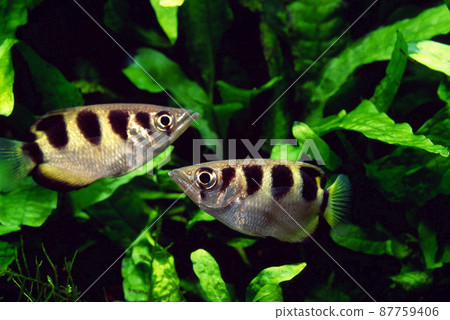 射水魚水族館 87759406