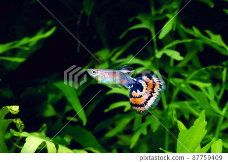 Mosaic Guppy Guppy Aquarium 87759409