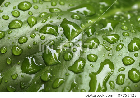 Leaves after the rain, water droplets on the leaves, Spathiphyllum graphic material 87759423