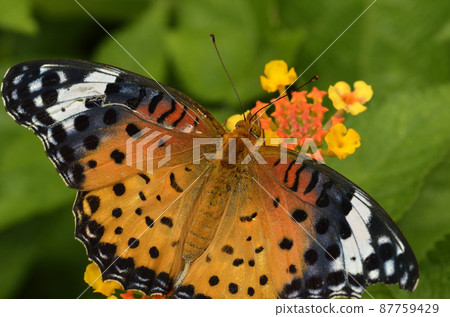 Tsunagoro Female Female 87759429