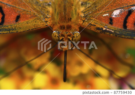 Indian Fritillary, a butterfly that sucks nectar from flowers 87759430