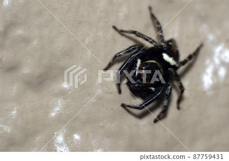 蜘蛛Hasarius adansoni 87759431