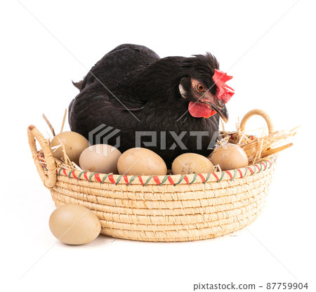 Black hen in a wicker basket with eggs 87759904