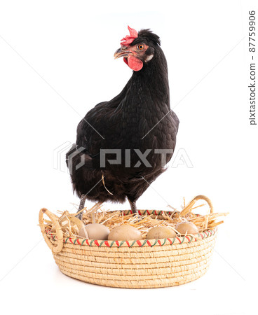 Black hen in a wicker basket with eggs 87759906