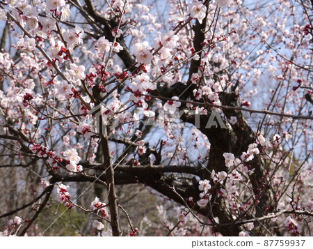 Kaidoriyama Green Space (a famous place for plum blossoms in Tama City) 87759937
