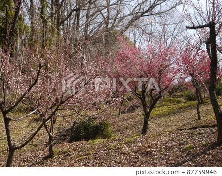 Kaidoriyama Green Space (a famous place for plum blossoms in Tama) Kaidoriyama Green Space (a famous place for plum blossoms in Tama) 87759946