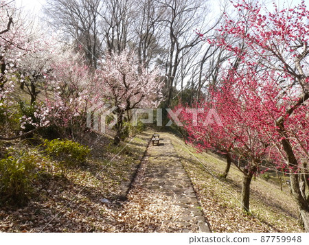 Kaidoriyama Green Space (a famous place for plum blossoms in Tama) Kaidoriyama Green Space (a famous place for plum blossoms in Tama) 87759948