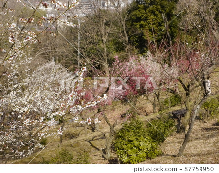 Kaidoriyama Green Space (a famous place for plum blossoms in Tama) 87759950
