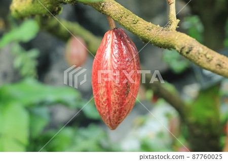Cacao fruit cacao chocolate Cacao fruit cacao chocolate 87760025