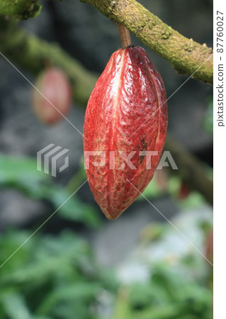 Cacao fruit cacao chocolate 87760027